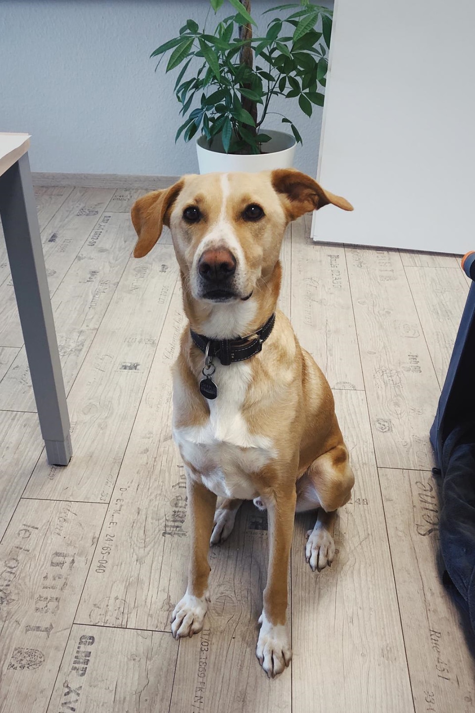 Zeitgeist-Charlie-Standort-NK Hund Charlie