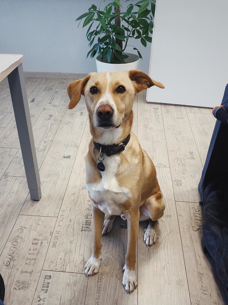 Zeitgeist-Charlie-Standort-NK Hund Charlie